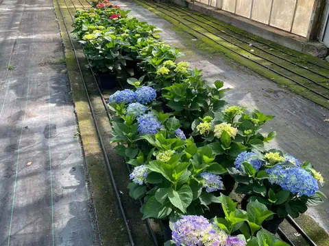 Hortensje