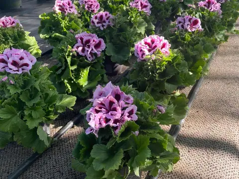 Pelargonie